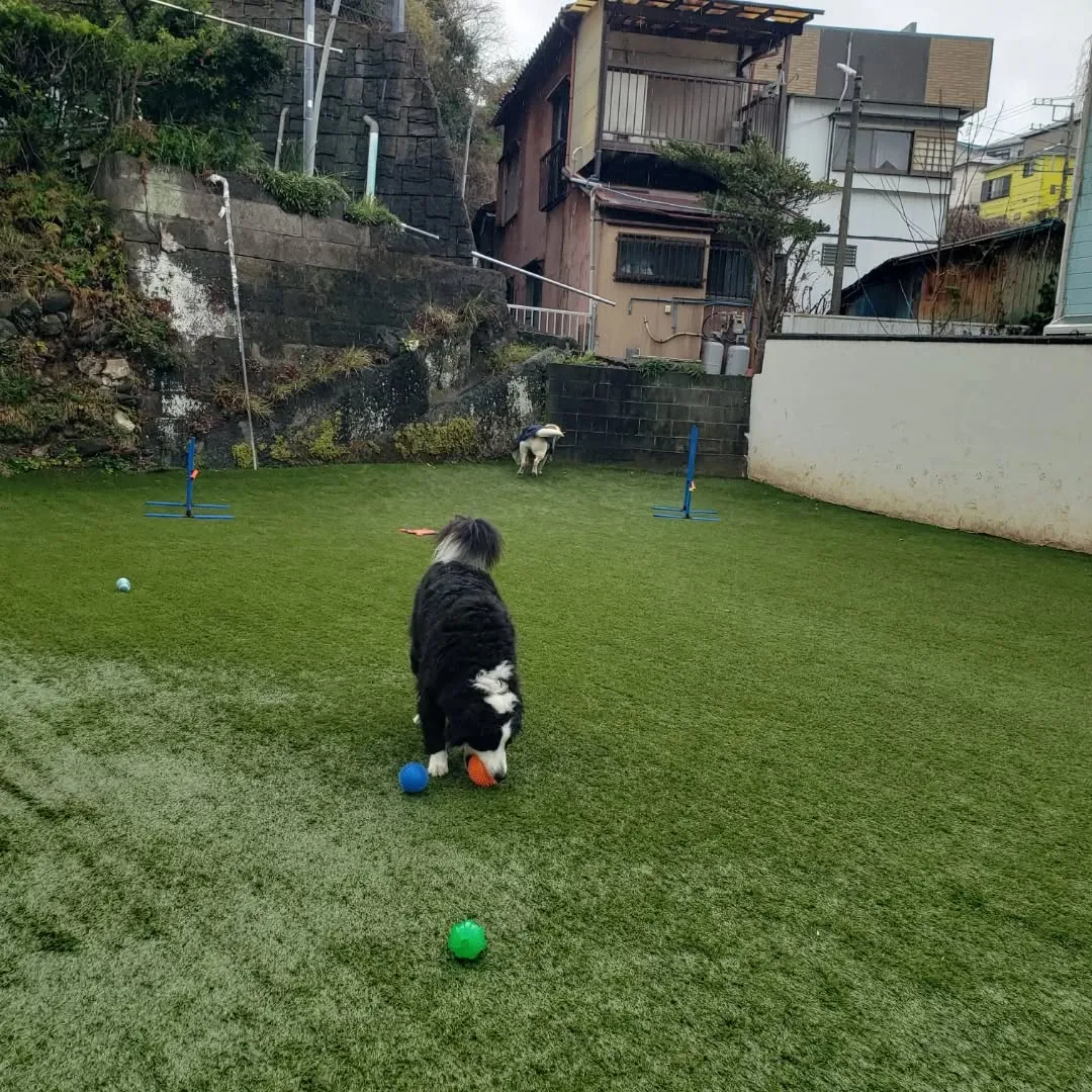 ずっと☔で少し小降りになって止んだので今のうちにわんぱく男子...