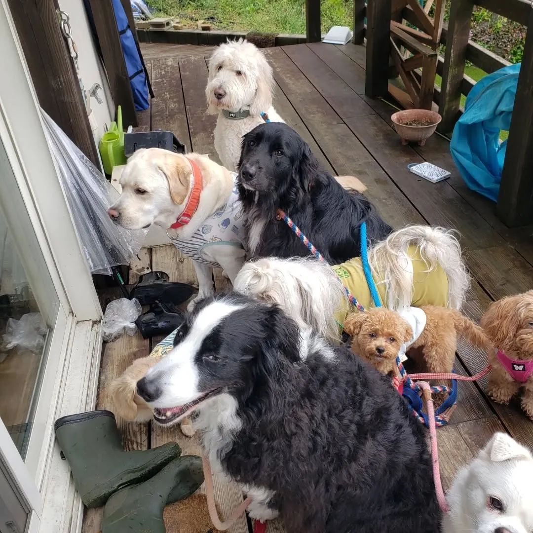 ずっと☔で少し小降りになって止んだので今のうちにわんぱく男子...