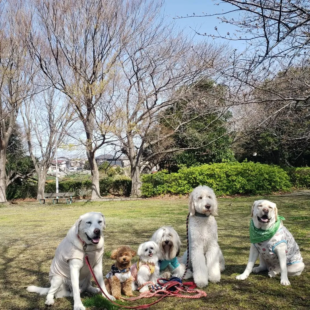 やっと晴れてみんなでお散歩へ🎵