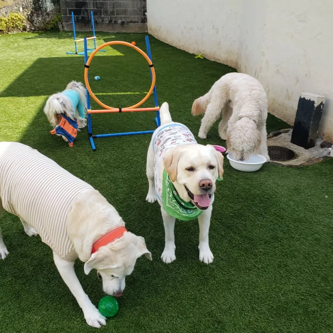 やっと晴れてみんなでお散歩へ🎵