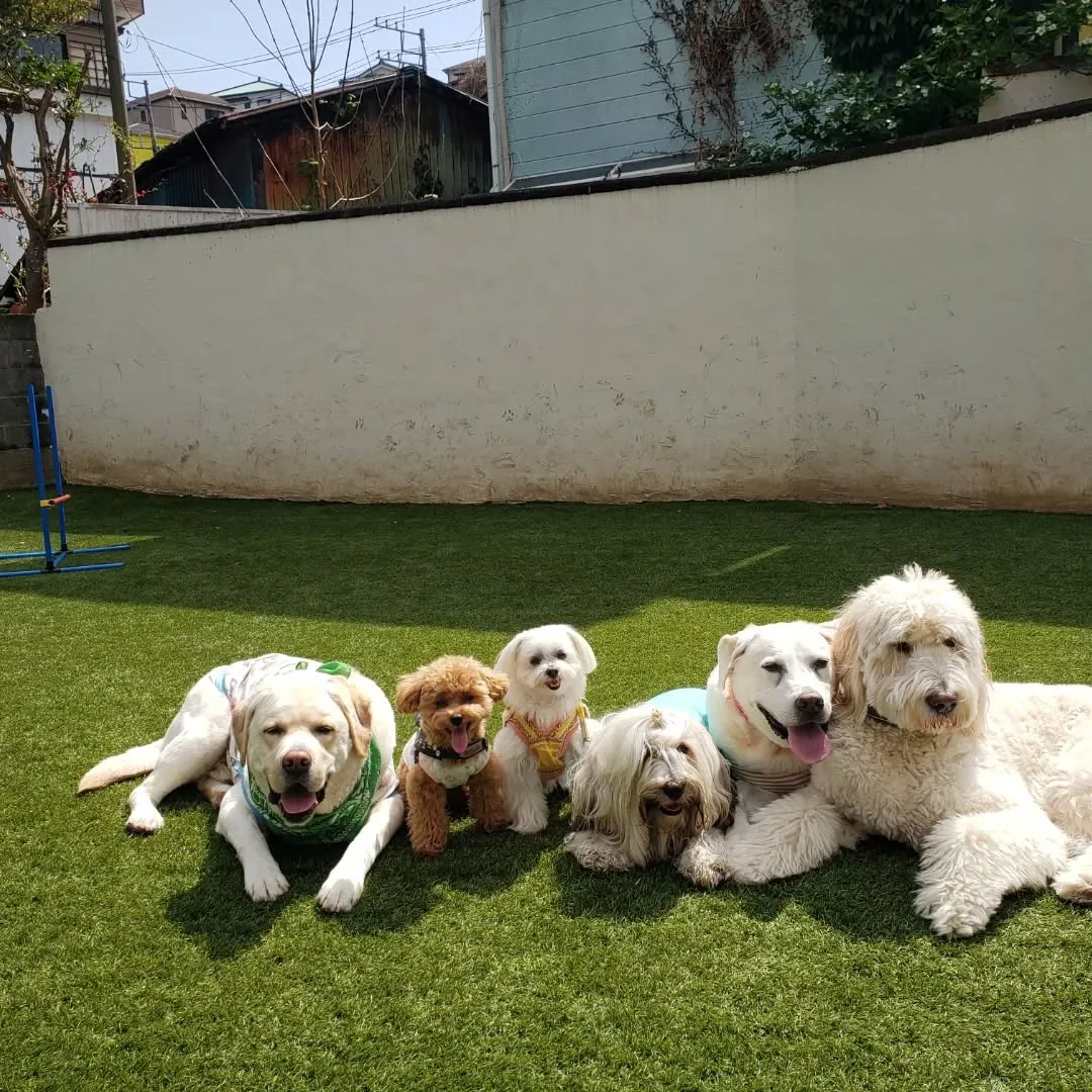 午後からもたっぷり遊んだわんこさん♥️