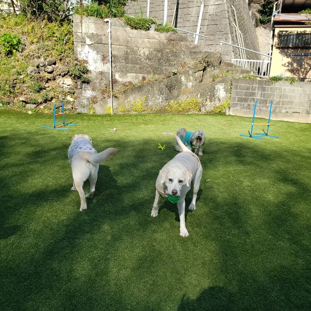 午後からもたっぷり遊んだわんこさん♥️