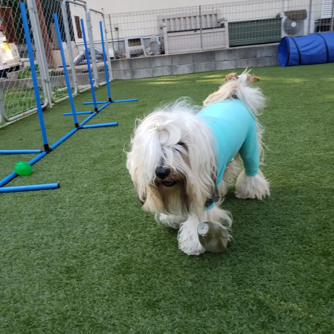 午後からもたっぷり遊んだわんこさん♥️