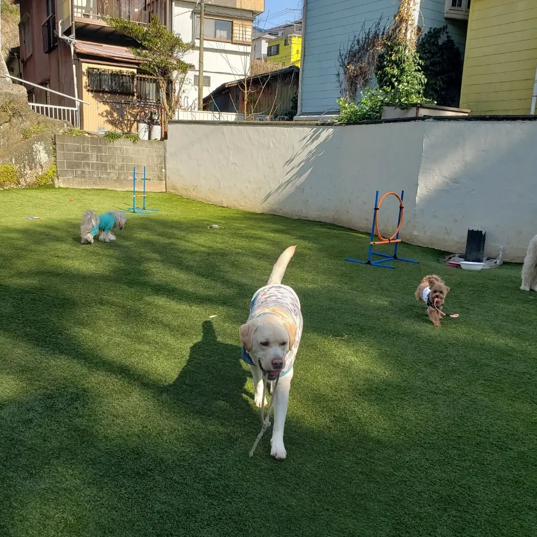 午後からもたっぷり遊んだわんこさん♥️
