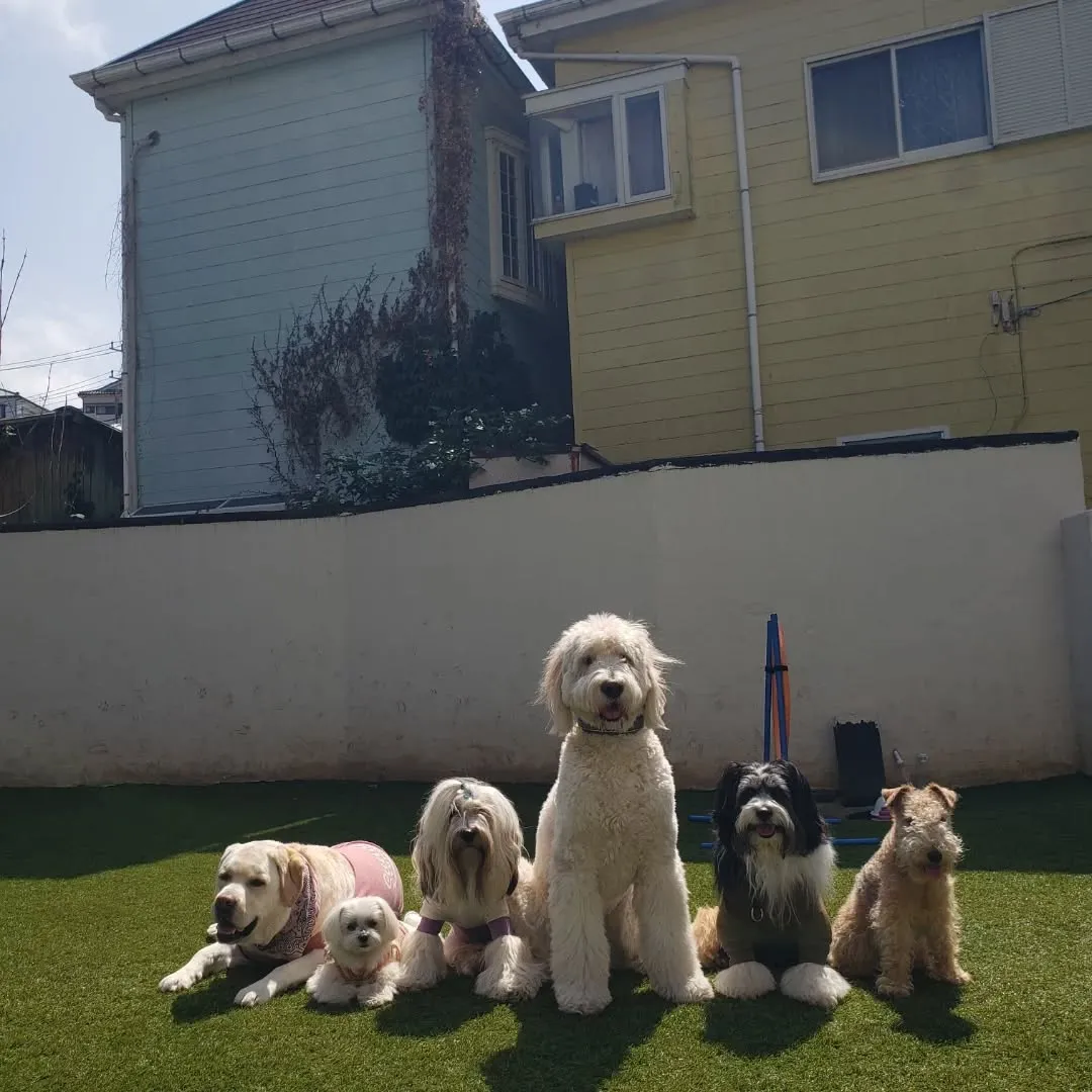 午後からお散歩行ってランで遊ぶわんこさん💓