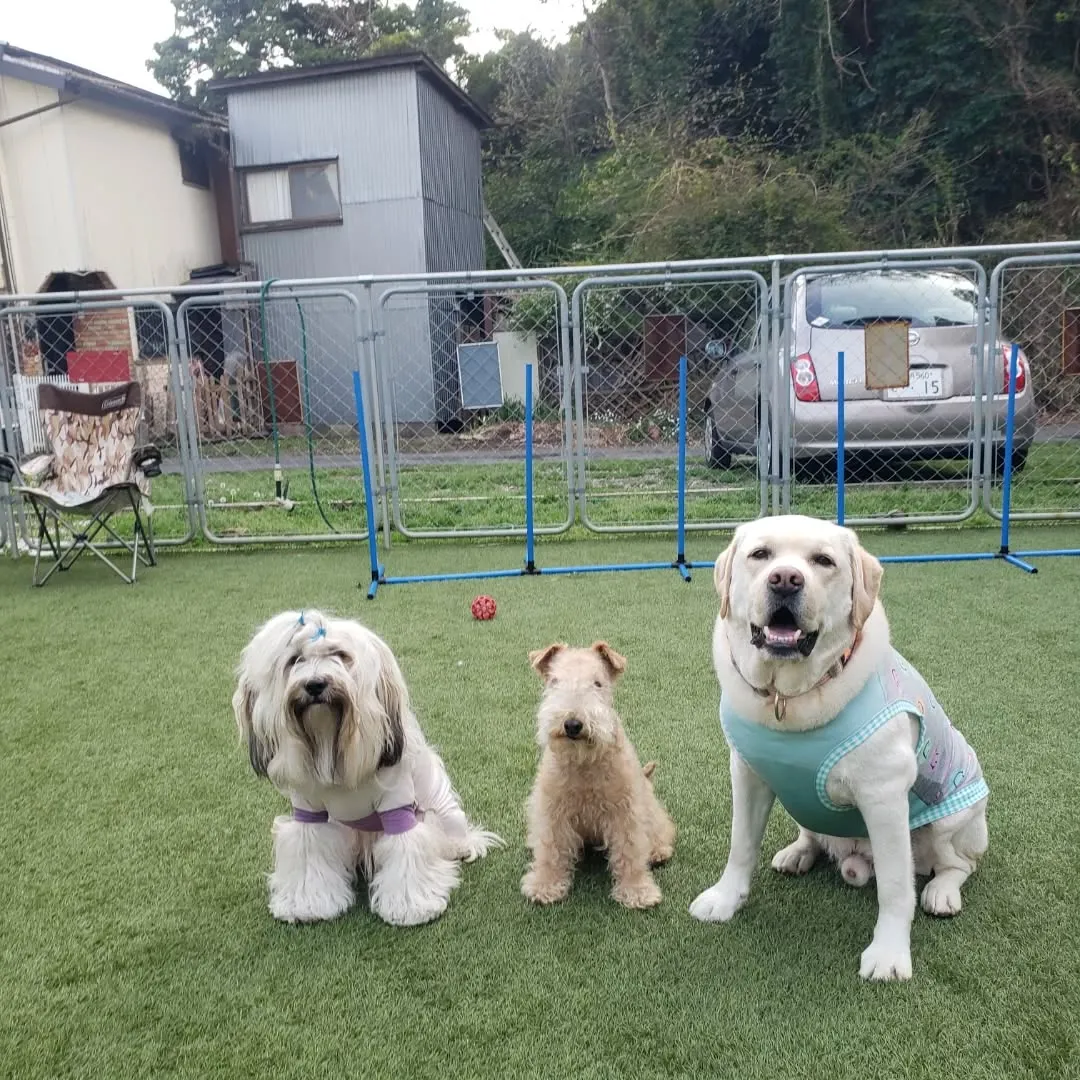 午後からお散歩行ってランで遊ぶわんこさん💓