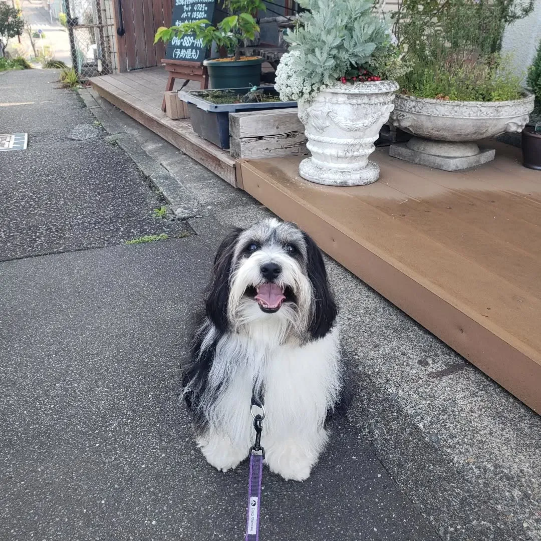 朝ぐり君とお散歩へ🎵