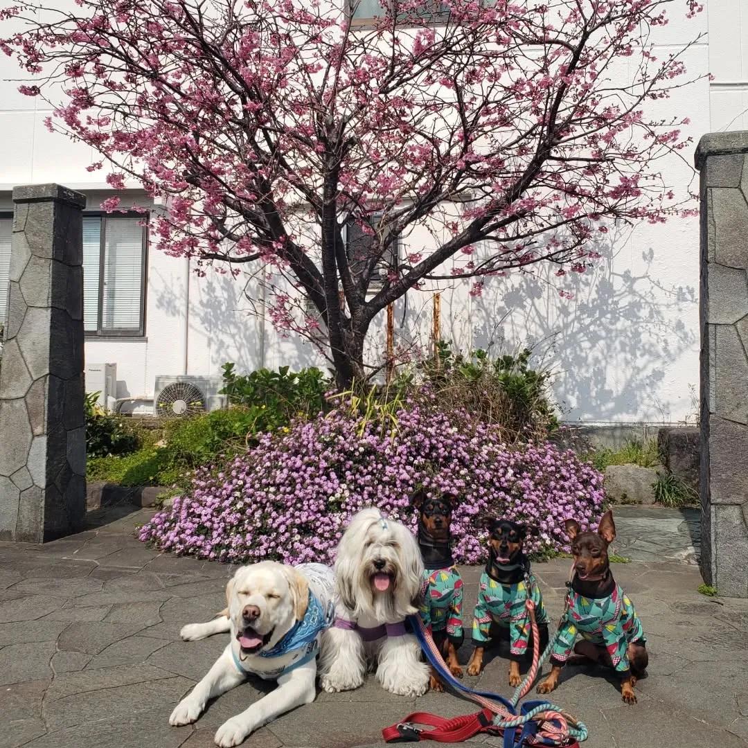 三崎までお散歩へ🎵