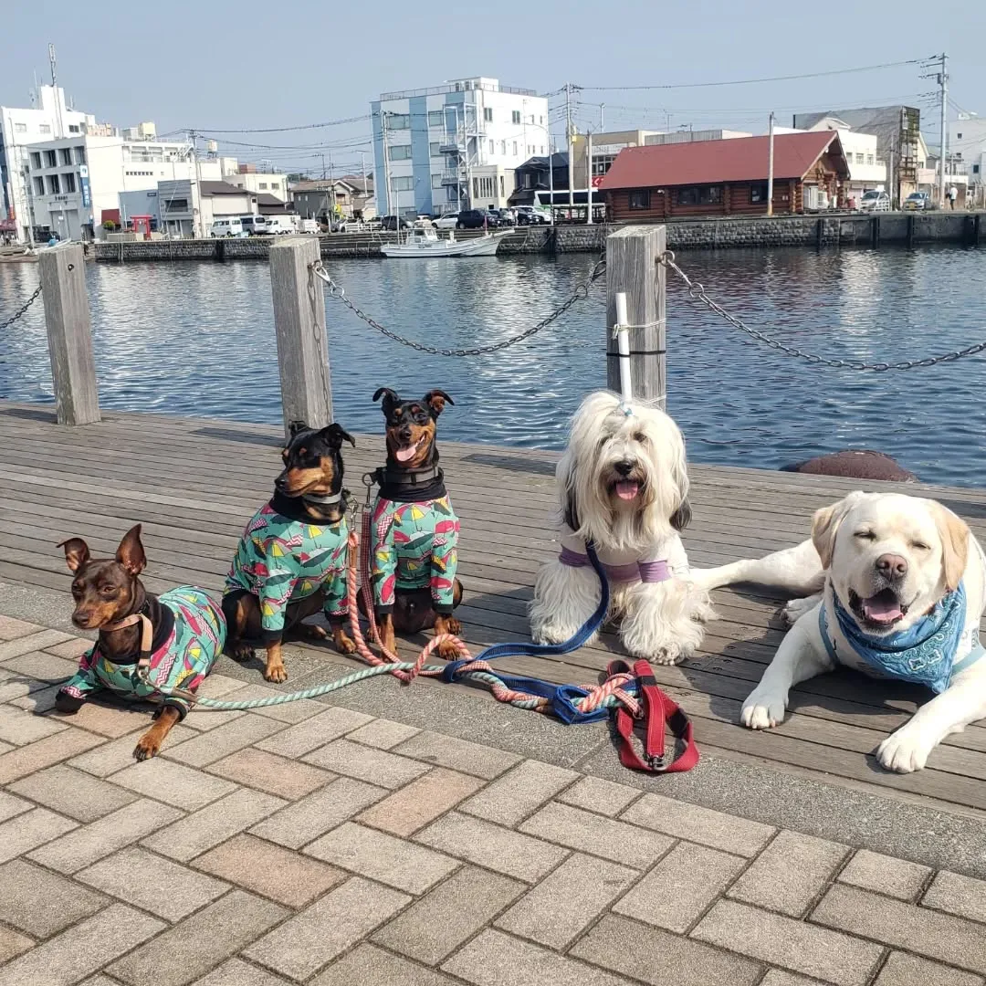 三崎までお散歩へ🎵