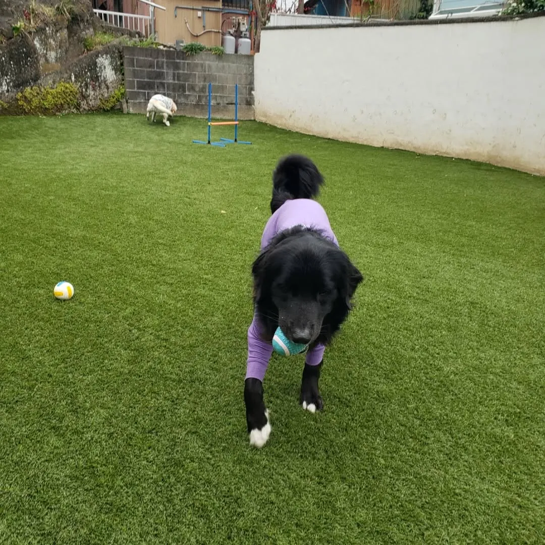 なんとか午前中は雨がもってくれたのでお散歩とランで遊ぶことが...