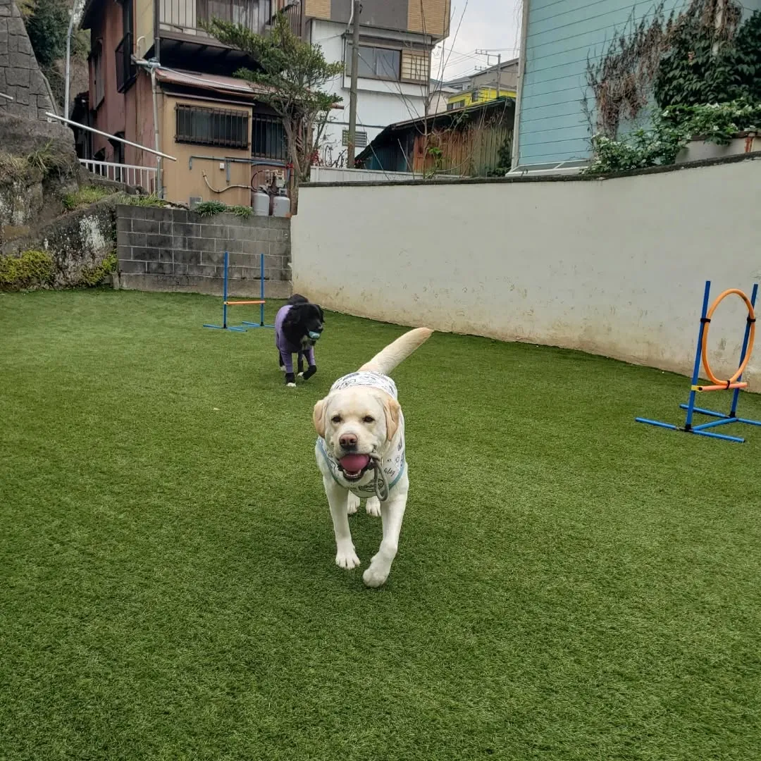 なんとか午前中は雨がもってくれたのでお散歩とランで遊ぶことが...