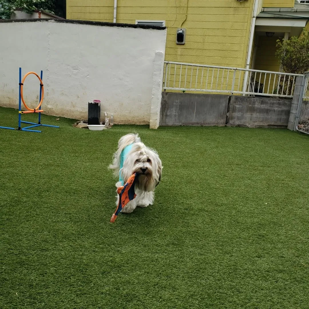 なんとか午前中は雨がもってくれたのでお散歩とランで遊ぶことが...