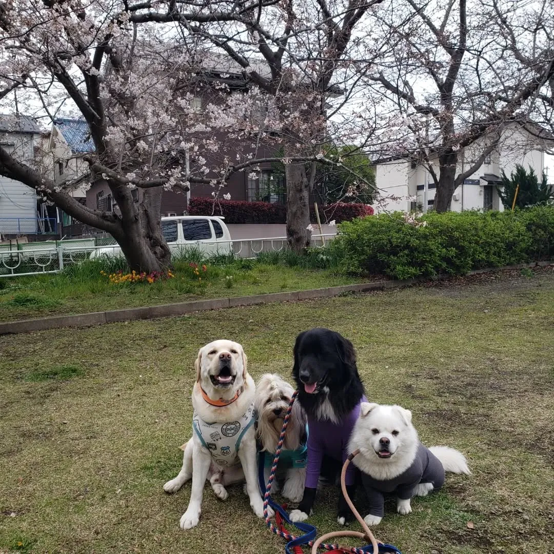 なんとか午前中は雨がもってくれたのでお散歩とランで遊ぶことが...