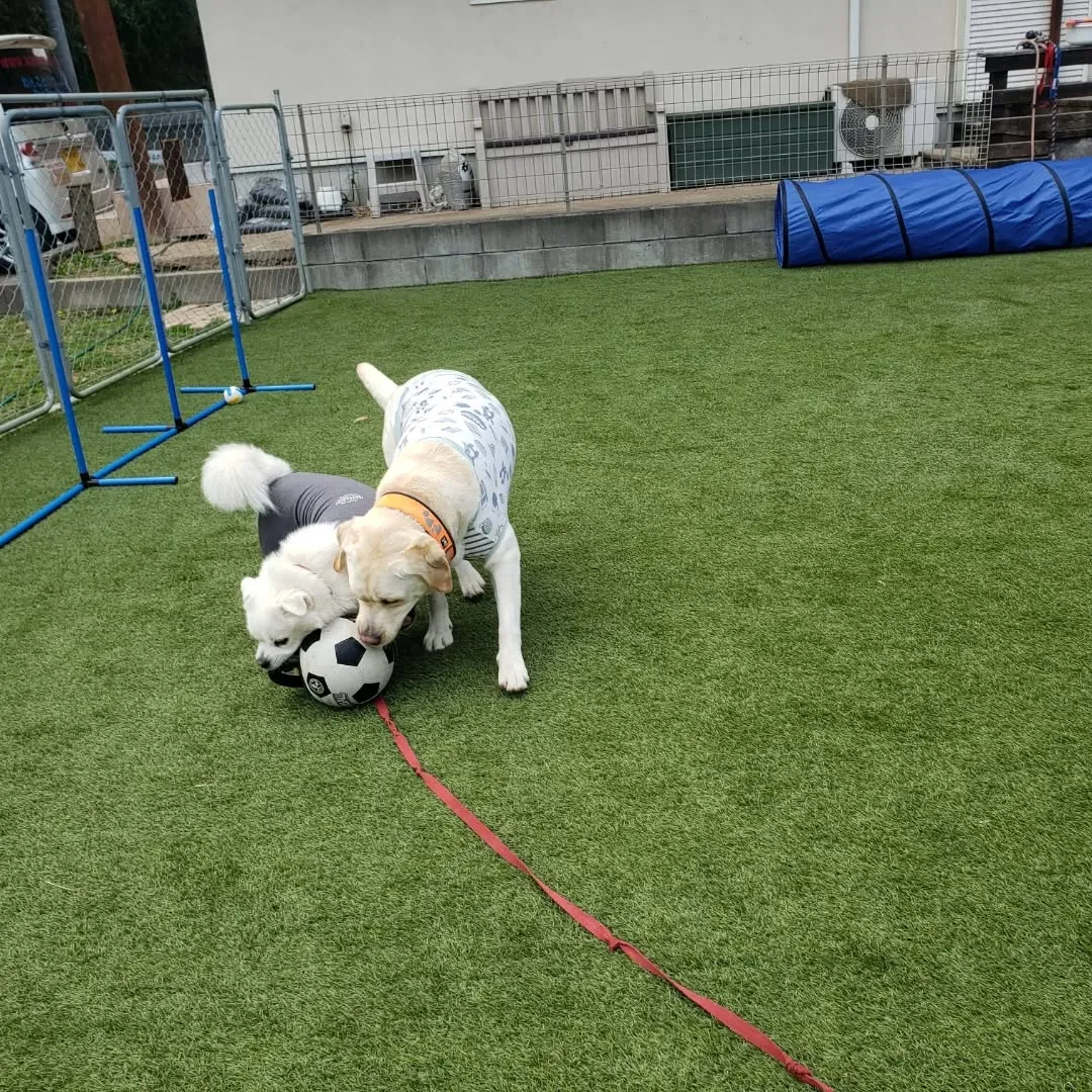 ランで遊んでいると可愛いですねっと声をかけてくれた子どもがい...