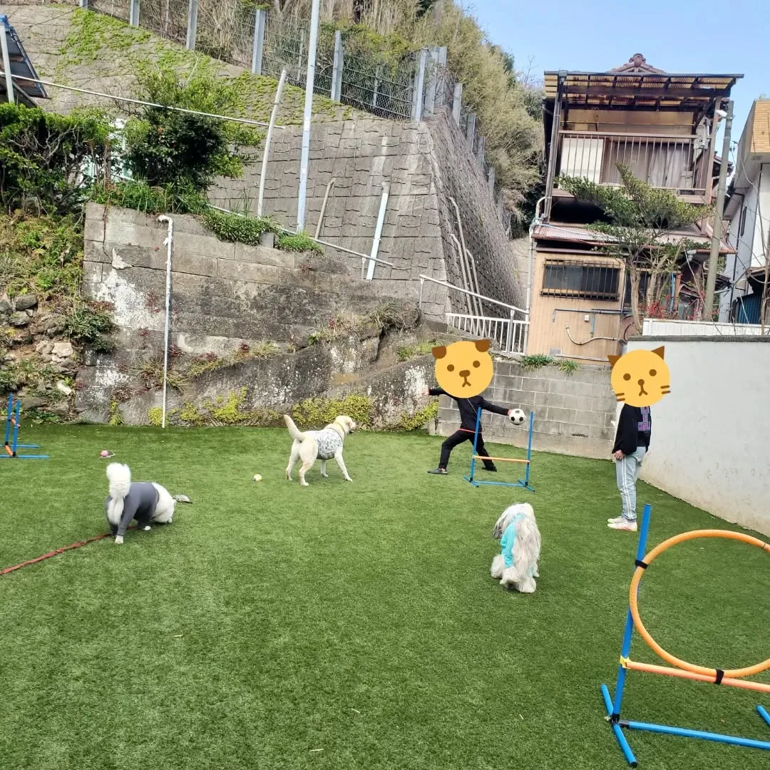 ランで遊んでいると可愛いですねっと声をかけてくれた子どもがい...