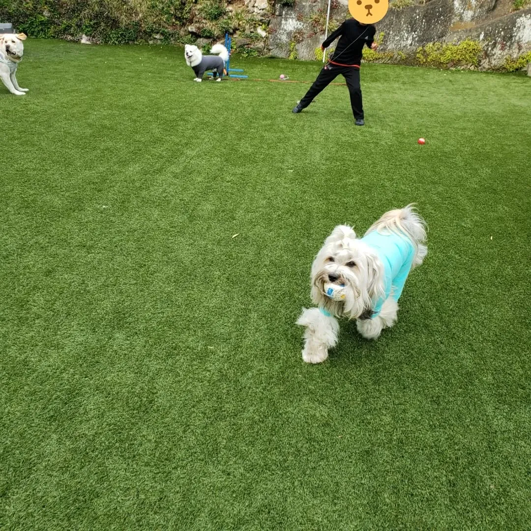 ランで遊んでいると可愛いですねっと声をかけてくれた子どもがい...