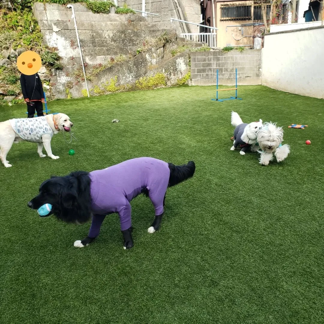 ランで遊んでいると可愛いですねっと声をかけてくれた子どもがい...