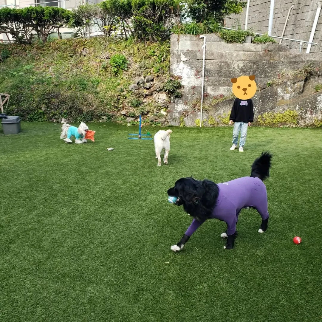 ランで遊んでいると可愛いですねっと声をかけてくれた子どもがい...