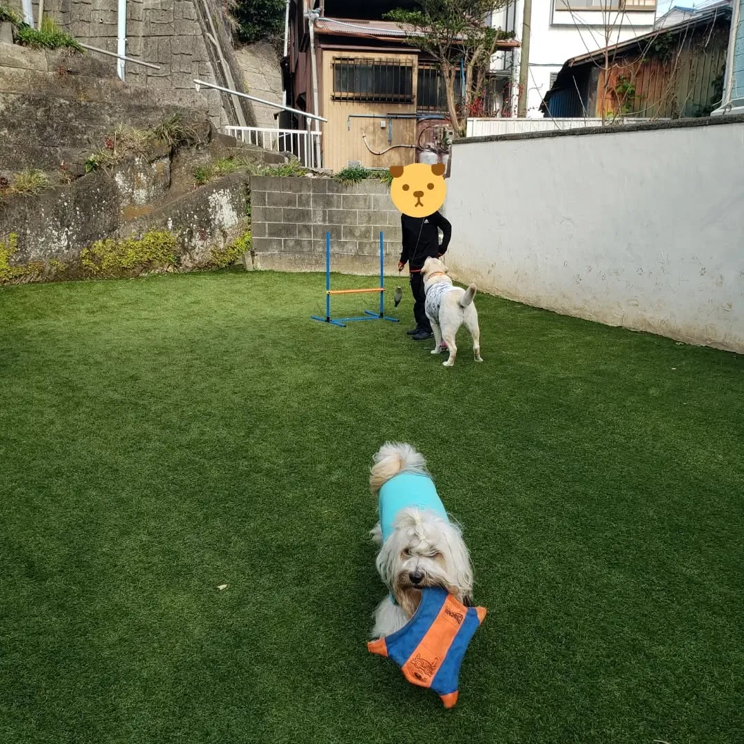 ランで遊んでいると可愛いですねっと声をかけてくれた子どもがい...