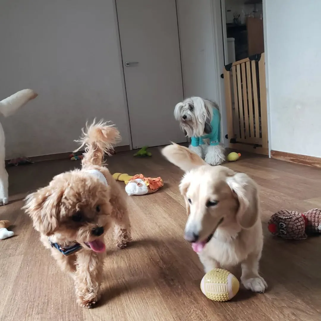 午後からはやっぱり予報通り☔