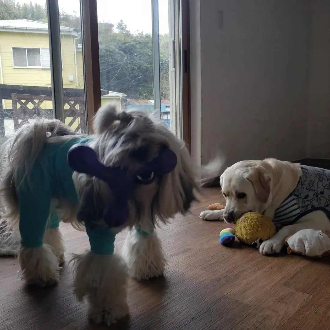 午後からはやっぱり予報通り☔