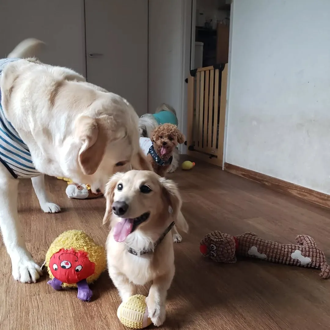 午後からはやっぱり予報通り☔