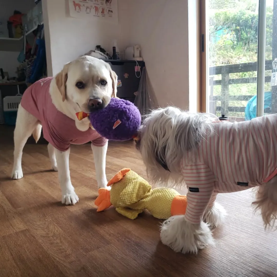 まーちゃんのお誕生日前夜祭ということで新しいおもちゃをだしま...