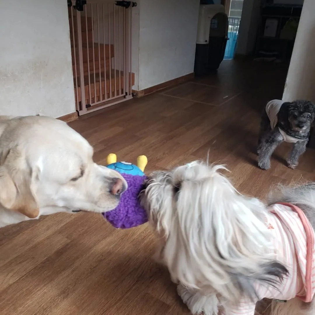 まーちゃんのお誕生日前夜祭ということで新しいおもちゃをだしま...