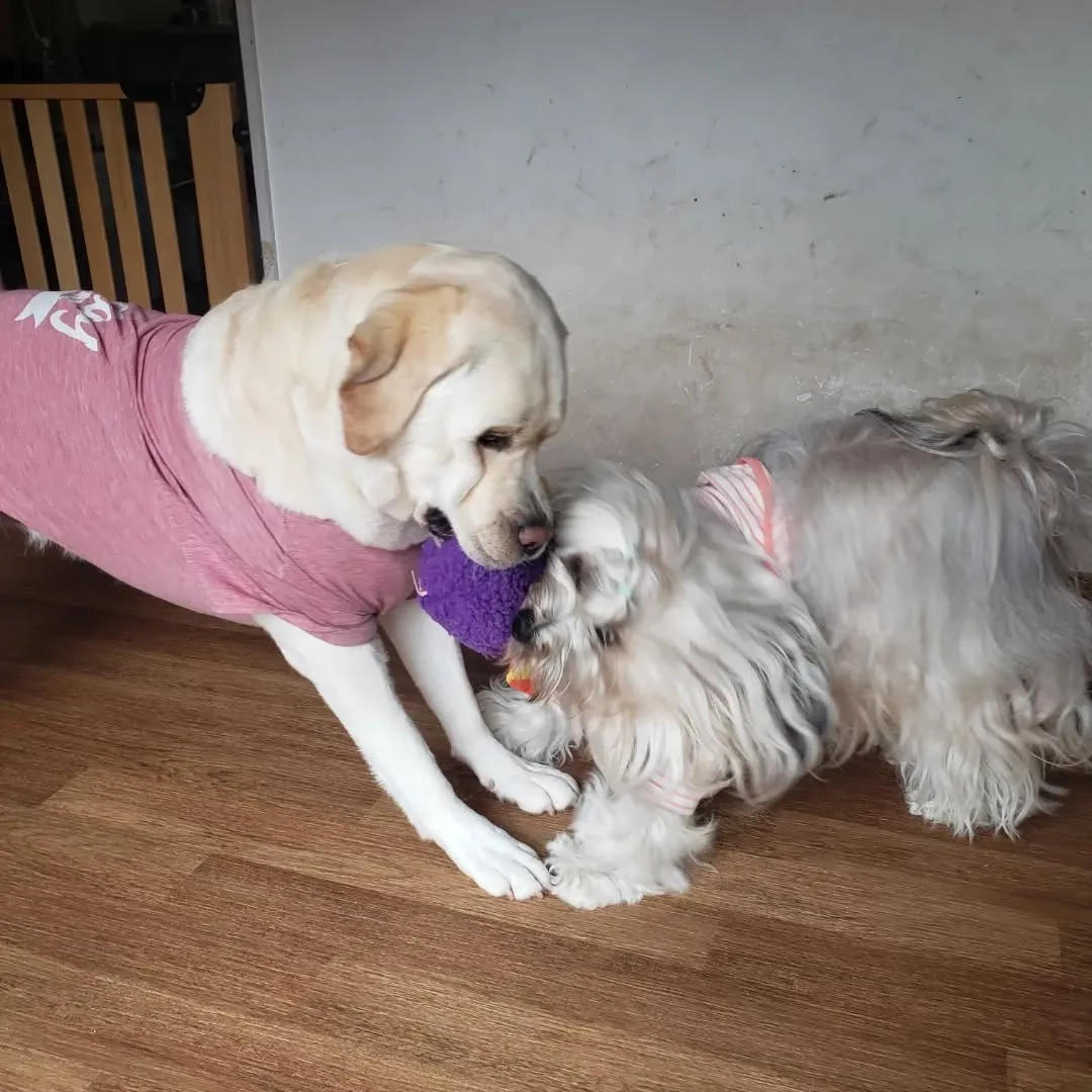 まーちゃんのお誕生日前夜祭ということで新しいおもちゃをだしま...