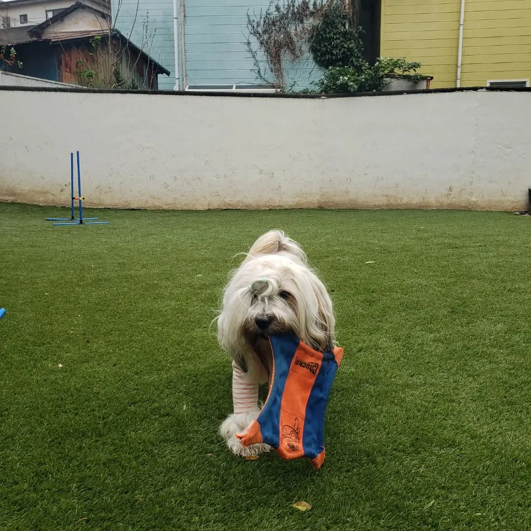 ランで遊んでいると子どもたちが遊びにきてくれました😊