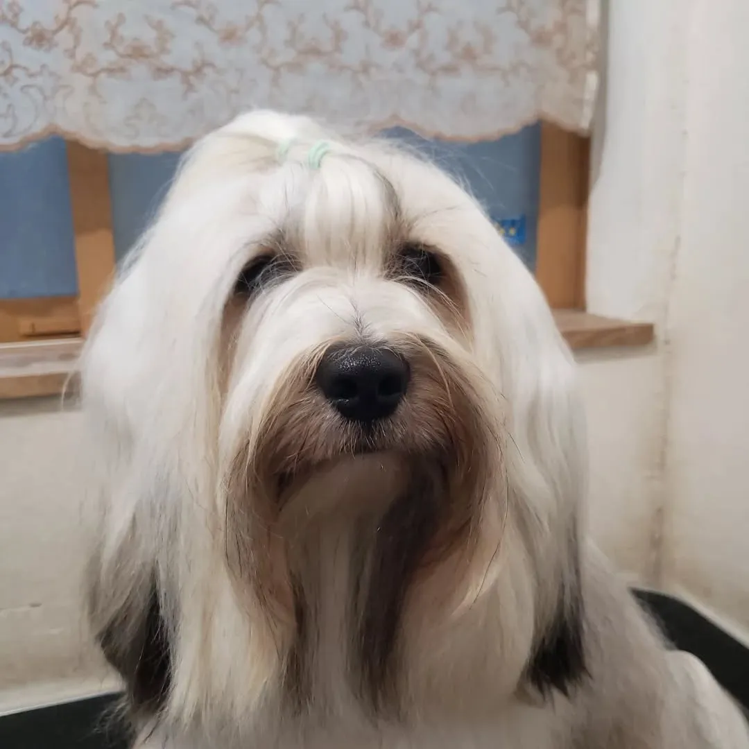 ロデイのシャンプーday💓