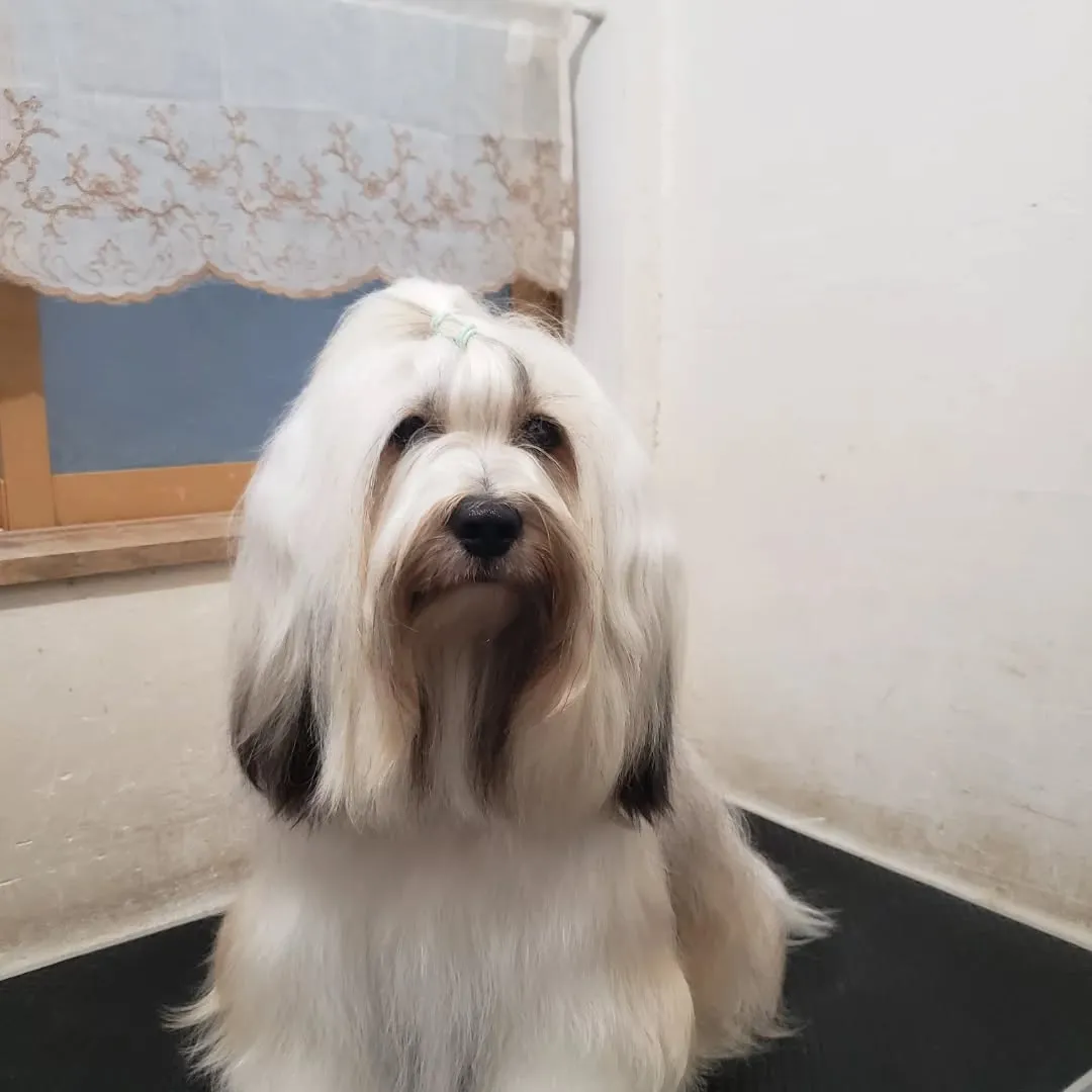 ロデイのシャンプーday💓