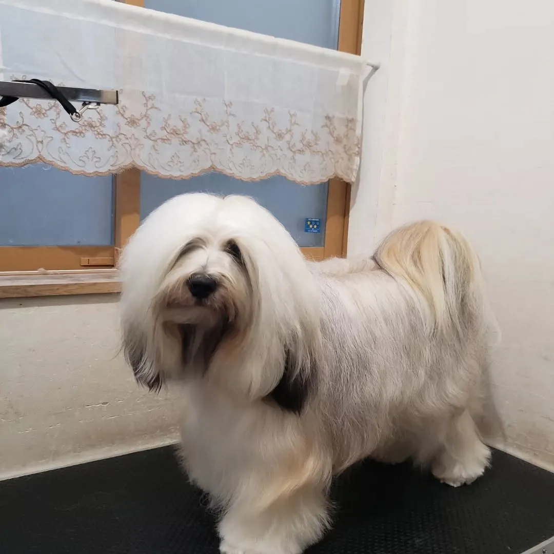 ロデイのシャンプーday💓