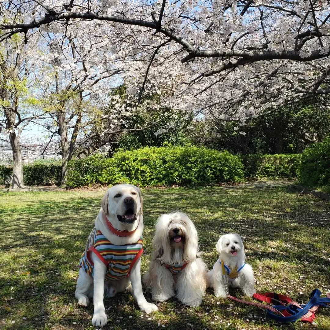 公園の桜がきれいに咲いていました😊