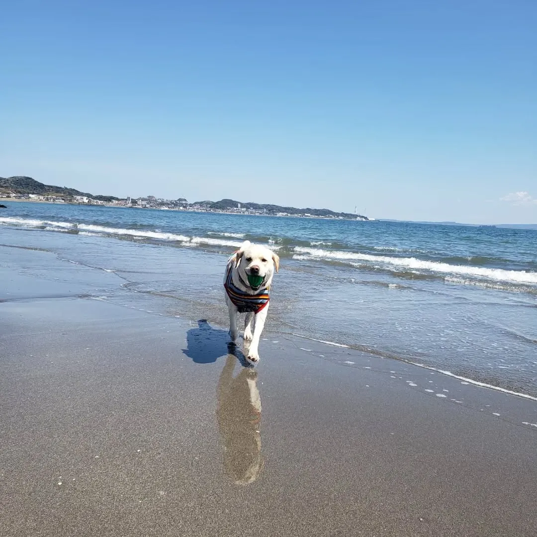 休憩時間に抜け出してまーちゃんと海岸へ🎵