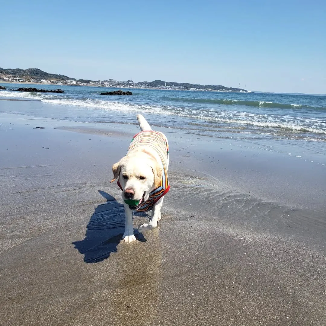 休憩時間に抜け出してまーちゃんと海岸へ🎵