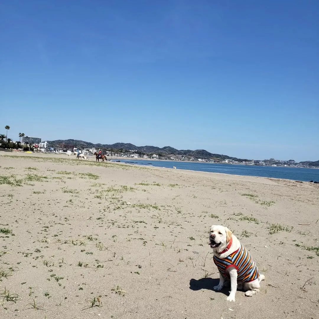 休憩時間に抜け出してまーちゃんと海岸へ🎵