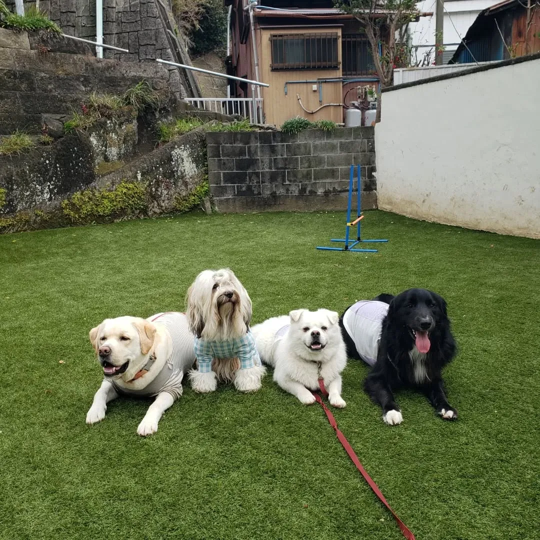今日はベル君とグリ君のレッスン日❤️