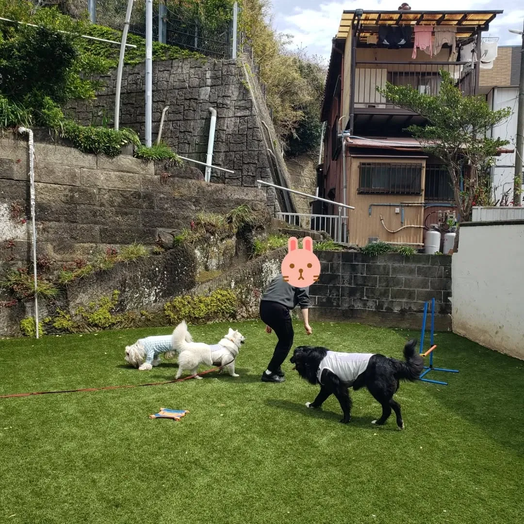 今日はベル君とグリ君のレッスン日❤️