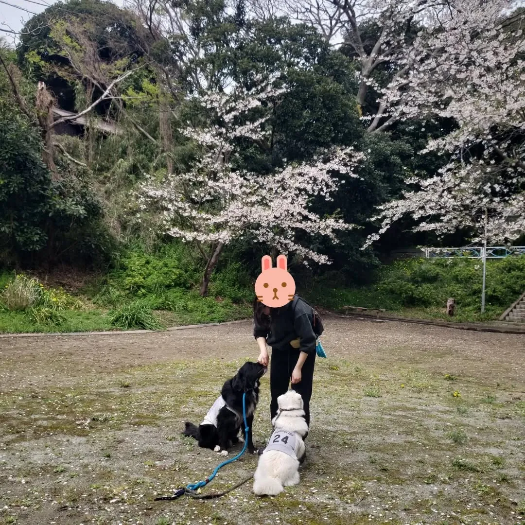 今日はベル君とグリ君のレッスン日❤️