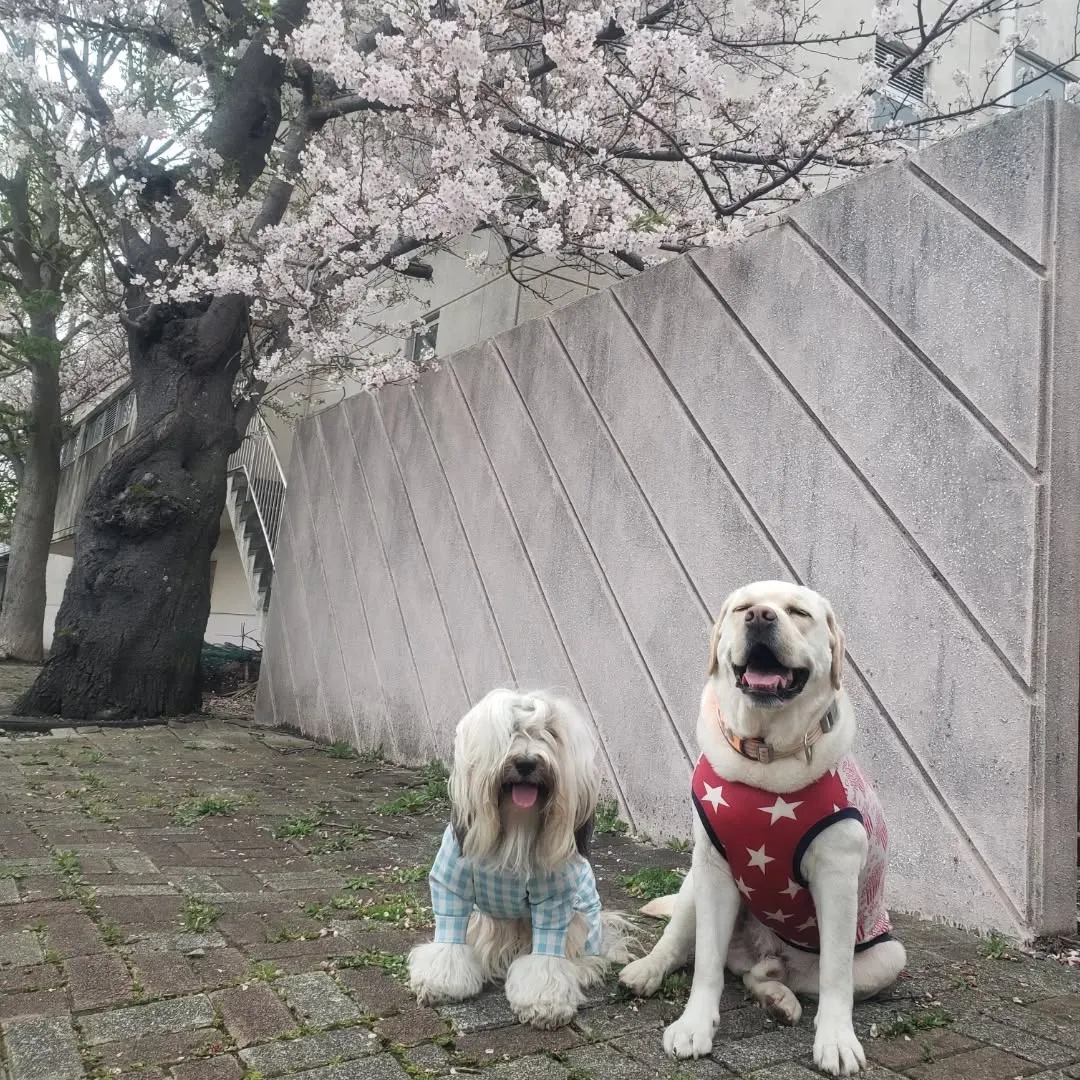 夕方お散歩へ行くと学校の前の桜がとてもきれいでした😊