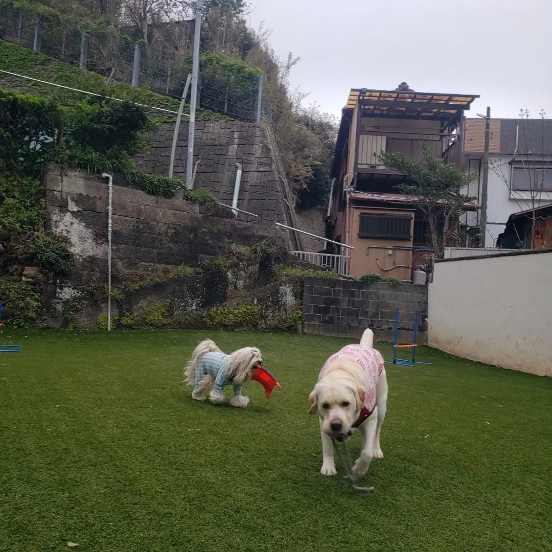 夕方お散歩へ行くと学校の前の桜がとてもきれいでした😊