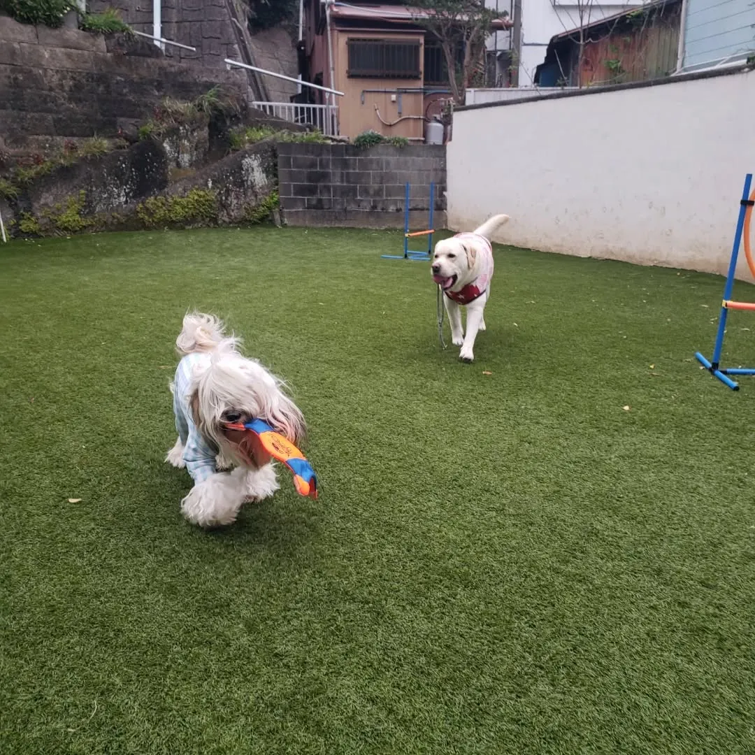 夕方お散歩へ行くと学校の前の桜がとてもきれいでした😊