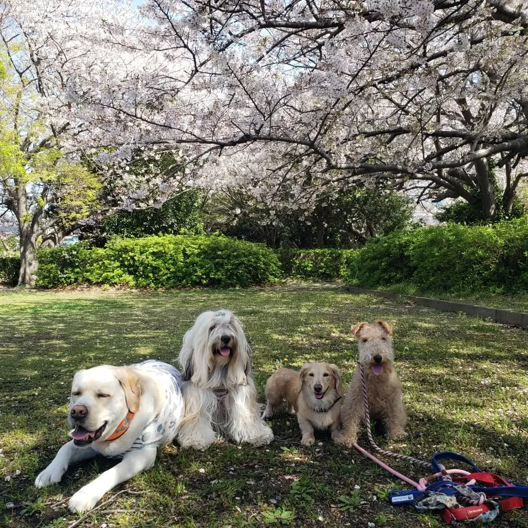 めちゃくちゃよいお天気になりました😊