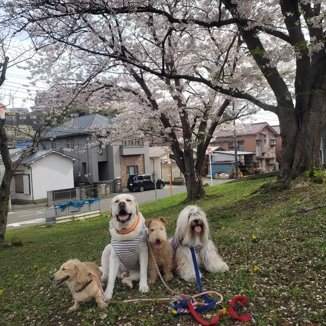 めちゃくちゃよいお天気になりました😊