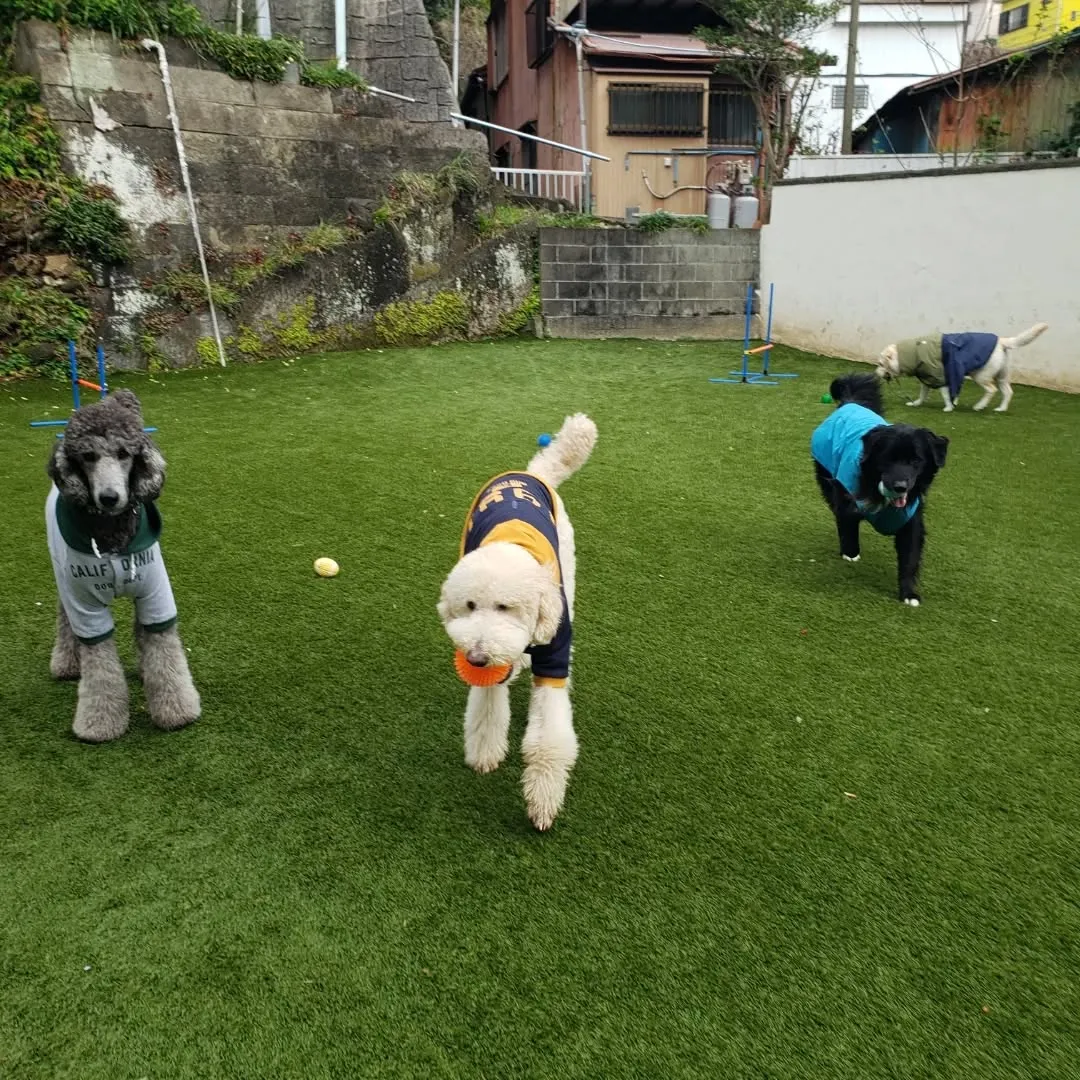 雨が降ってるか降ってないかくらいの小雨になったので今のうちに...