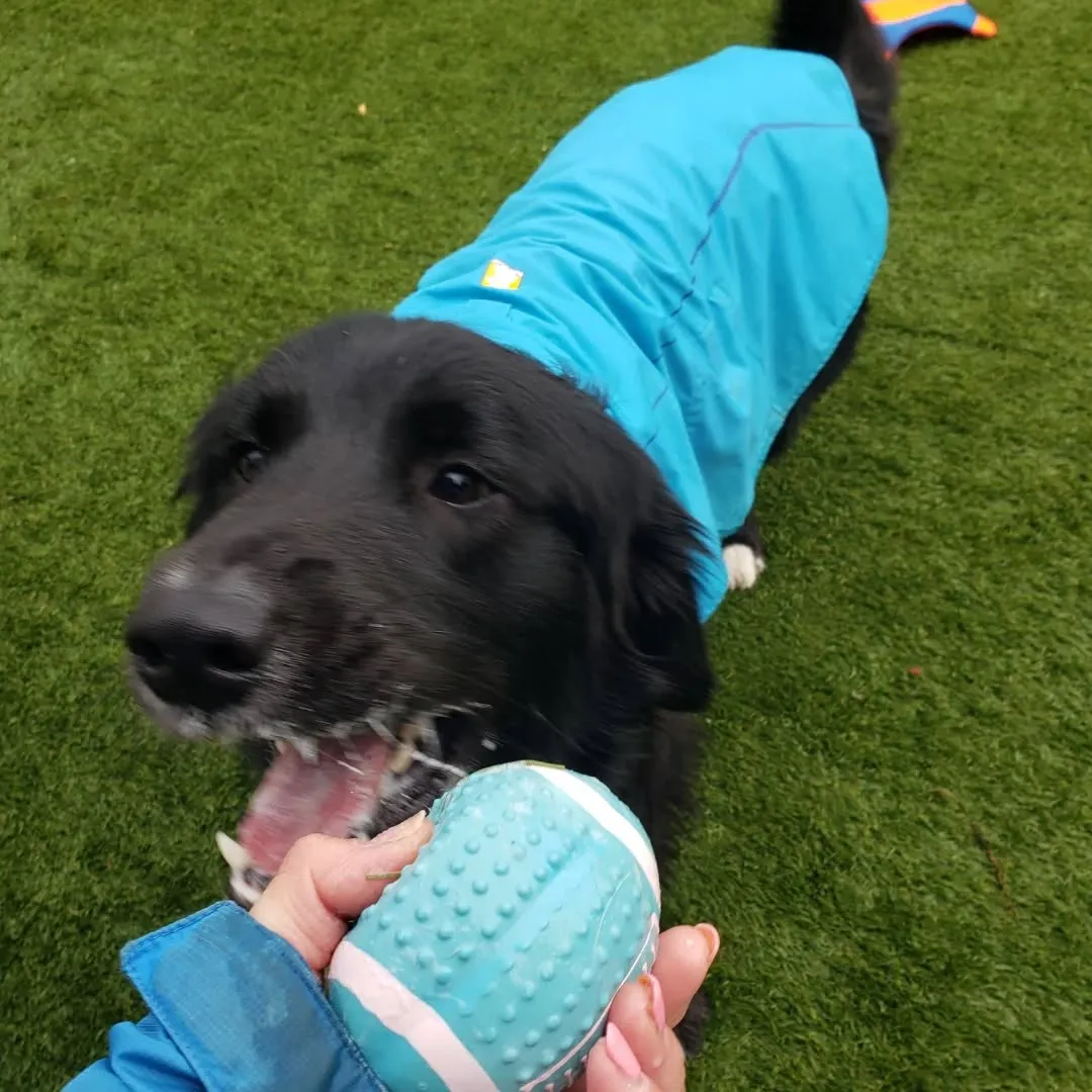 雨が降ってるか降ってないかくらいの小雨になったので今のうちに...