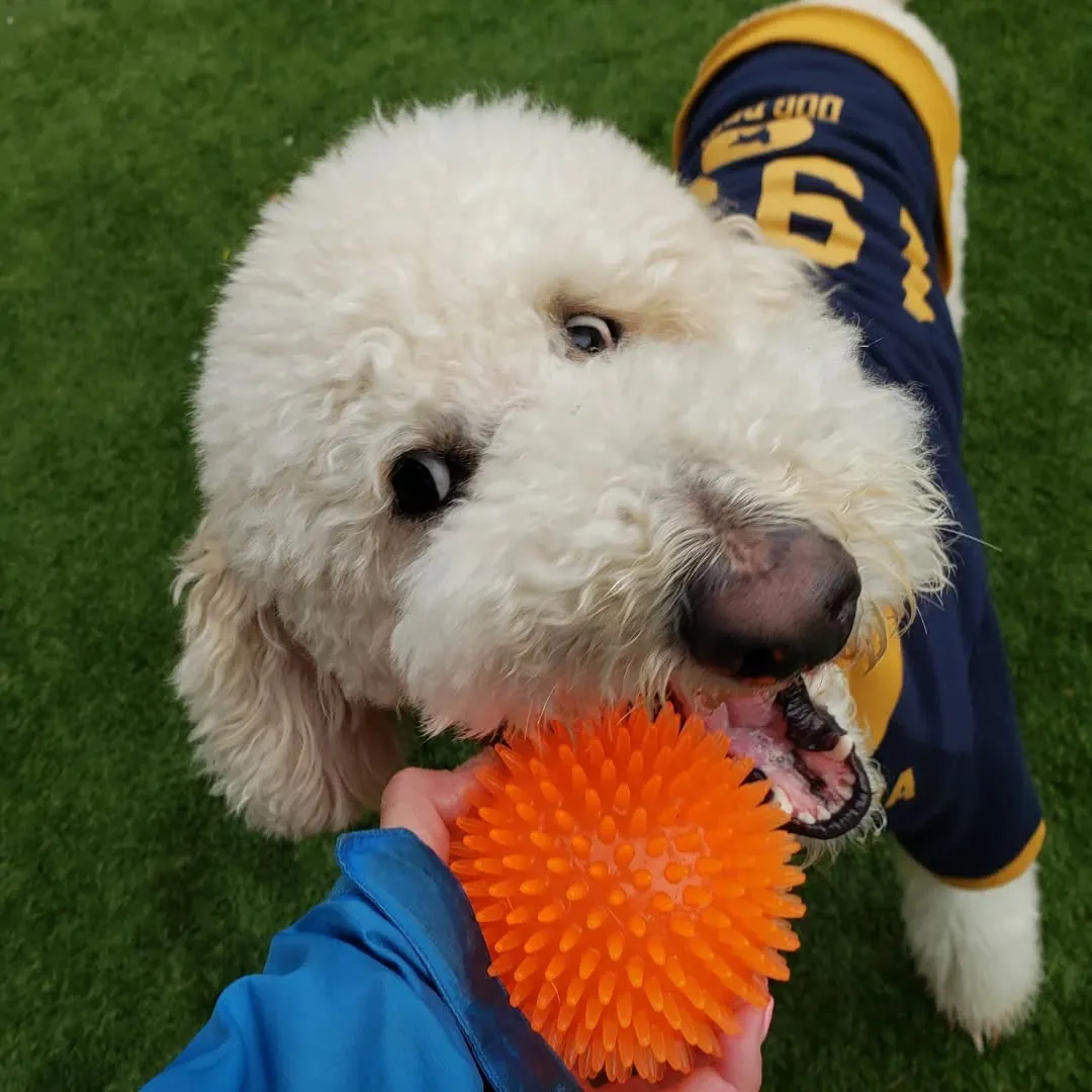雨が降ってるか降ってないかくらいの小雨になったので今のうちに...