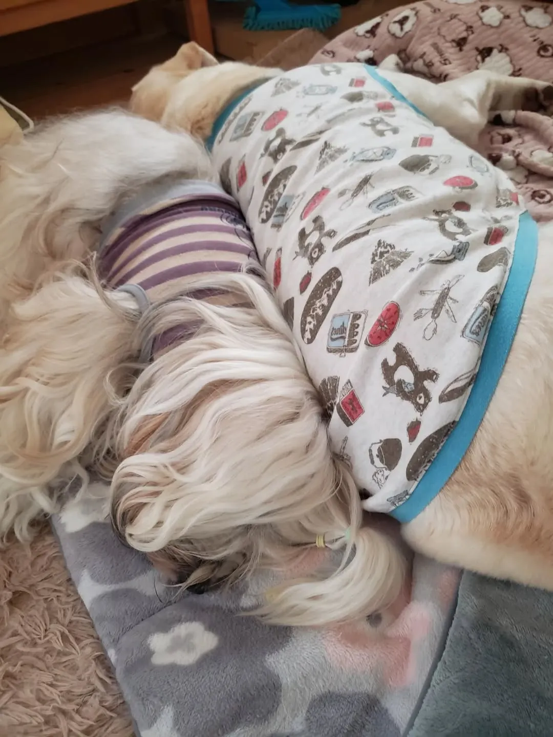 私がパソコンをしている間、お昼寝してる2ぴき💓