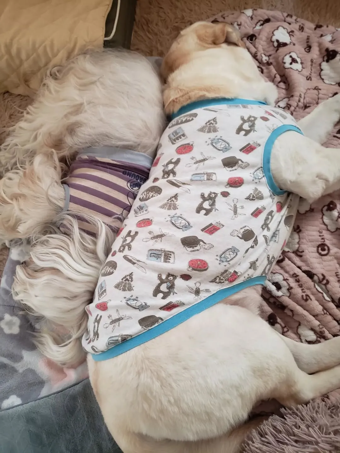 私がパソコンをしている間、お昼寝してる2ぴき💓